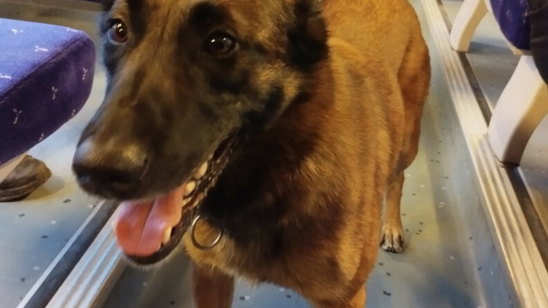 Un chien malinois dans le train