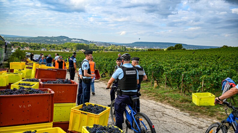 Agrandir l'image Contrôles des vendanges par les gendarmes. A droite les vignes, le chemin occupé par des gendarmes à pied ou à velo, des vendangeurs, et à gauche des caisses pleines de raisin