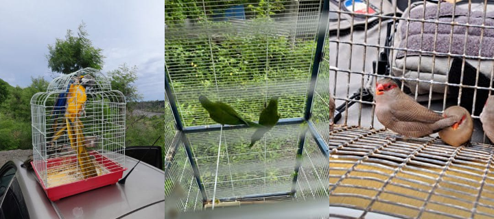 Trois images d'oiseaux dans des cages
