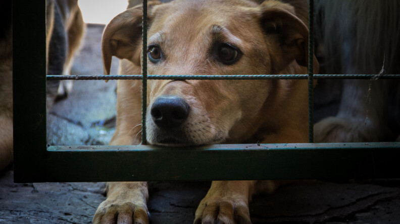 Un chien de face allongé derrière une grille