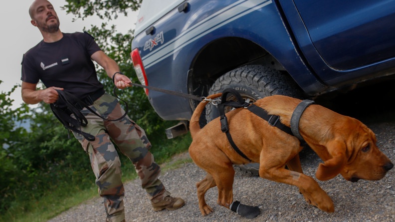 Chien s'apprêtant à se lancer dans des recherches avec son maître.