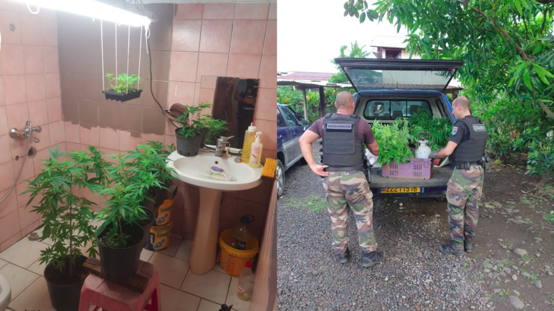 SUr l'image de gauche, plusieurs de plans de cannabis en culture dans une salle de bain rosatre avec un lavado à droite et un néon accroché au plafond à gauche; sur l'image de droite, deux gendarmes en haut noir et bas de treillis en train de charger dans le coffre de leur véhicule des plants de cannaibs, autour d'eux, une végétation luxuritante
