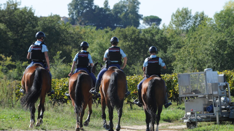 Quatre gendarmes à cheval, de dos, dans des vignes