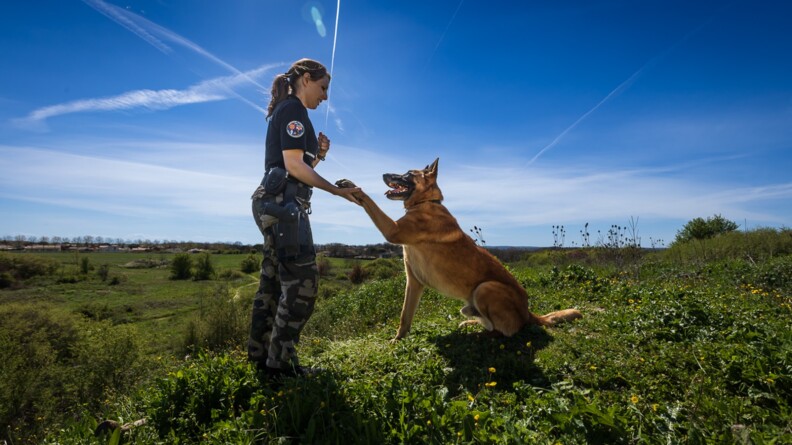 Assis dans un champ, Looba, un malinois, donne la patte à l'adjudante Mélanie. La militaire et le chien sont vus de profil.