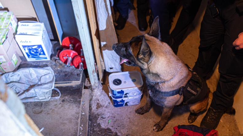 Chien spécialisé dans la recherche de stupéfiants.