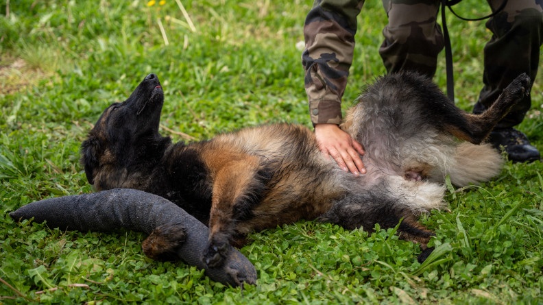 La photo repr&eacute;sente un Berger blege malinois, couch&eacute; sur le flan, sur une pelouse, tenant dans ses pattes son jouet en tissu en forme de boudin. On aper&ccedil;oit les jambes d'un militaire en tenue kakie, posant sa main sur le ventre de l'animal, en signe de r&eacute;compense