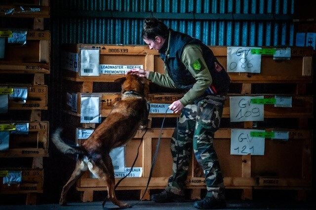 Photo d'un malinois dress&eacute; contre des caisses en bois, tenu au cordeau par sa ma&icirc;tresse gendarme, au cours d'une mission