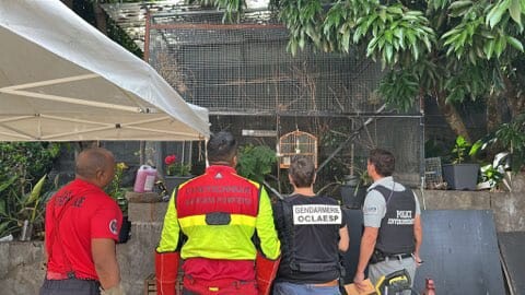 Agrandir l'image