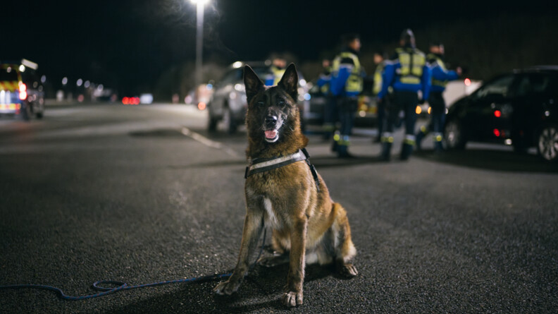 Agrandir l'image Un chien de gardemerie de face sur la route. Dans le fond, flouté, plusieurs gendarmes contrôlant des voitures.
