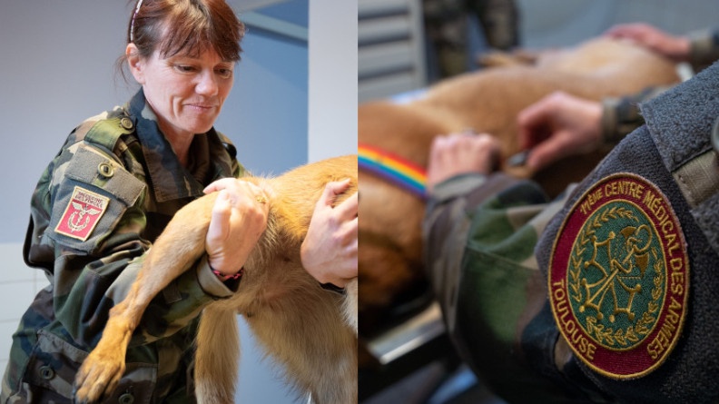 Agrandir l'image La vétérinaire en chef, la colonelle Karine, examine un chien.