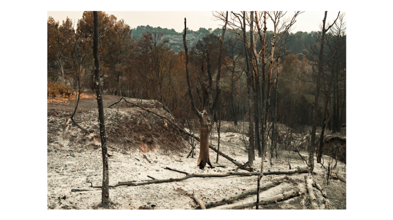 La photo représente un paysage forestier ravagé par un incendie
