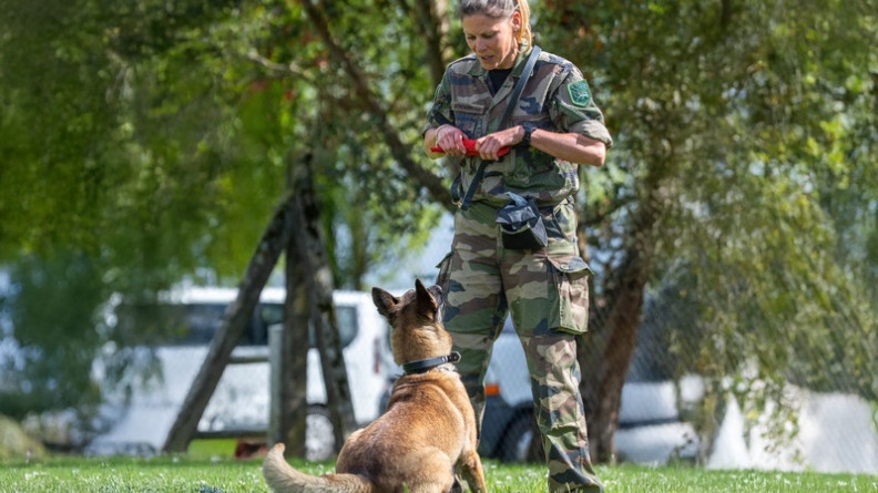 Agrandir l'image La photo représente une femme gendarme, en tenue kakie, tenant dans ses mains un jouet en tissu rouge, et regardant son chien, un berger belge malinois couché au sol, dans la pelouse, prêt à sauter vers le jouet.