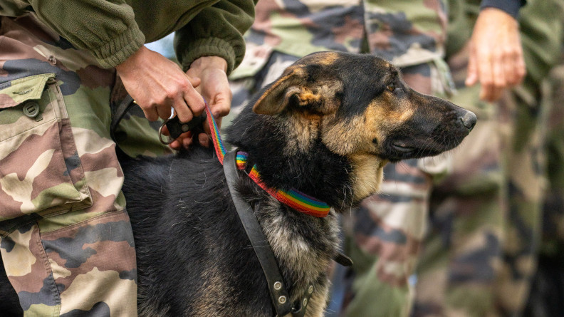 Photo d'un berger belge malinois tenu en laisse par son ma&icirc;tre un gendarme en tenue kakie, dont on voit seulement les jambes et les mains. La laisse de l'animal est en tissu multicolore.