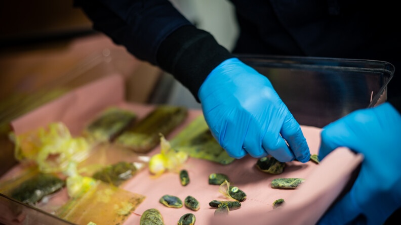 Agrandir l'image Deux mains gantées de bleues tiennent un récipient avec un papier rose sur lequel se trouve des boulettes de résine de cannabis emballés dans du cellophane jaune
