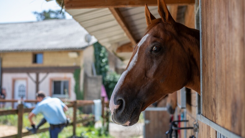 Agrandir l'image A droite, la tête d'un cheval qui sort du box. Au fond à gauche, en flou, un gendarme qui nettoie ses bottes, le pied droit sur la barrière