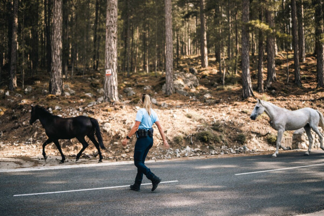 Agrandir l'image Une femme gendarme, aux cheveux blonds coiffés en queue de cheval, se tint debout, dos à l'objectif, sur une route en lisière de forêt, aux côtés de deux chevaux, qu'elle tente de ramener vers la forêt. L'un des deux chevaux est blanc, tandis que l'autre est marron.