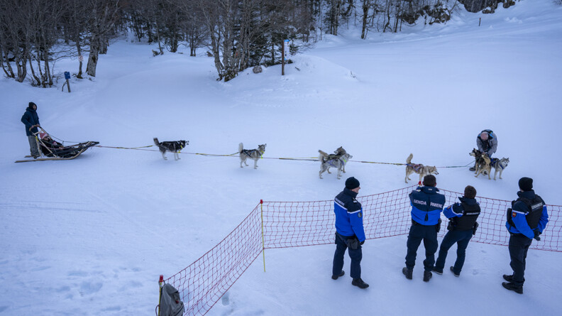 Quatre gendarmes derrière des filets , devant eux un homme et une femme dans un traîneau, 7 chiens étant prêts à partir, les deux chiens de tête en train d'être attachés par un homme