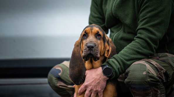 Un chien Saint-Hubert au premier plan,  au second plan, son maître le caresse