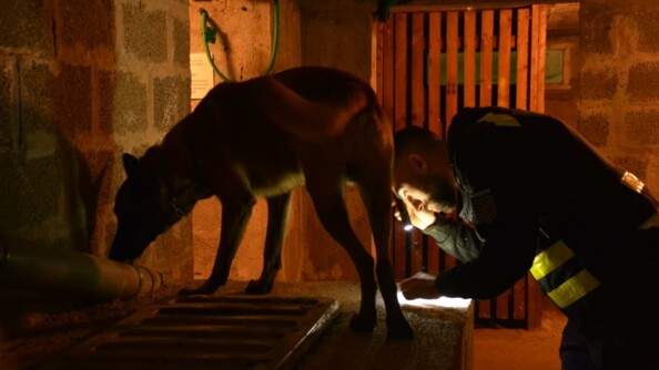 Au premier plan, un berger malinois en train de renifler une canalisation dans une cave ; à côté de lui, son maître, muni d'une lampe-torche.