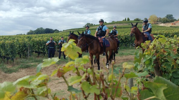 Quatre gendarmes à cheval et deux à pied dans des vignes