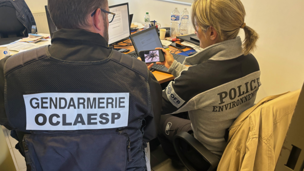 A gauche de dos un enquêteur de l'OCLAESP avec à sa droite un enquêteur de l'OFB, assis à un bureau devant des écarans d'ordinateur. Ils regardent la photo d'une araignée sur un téléphone portable.