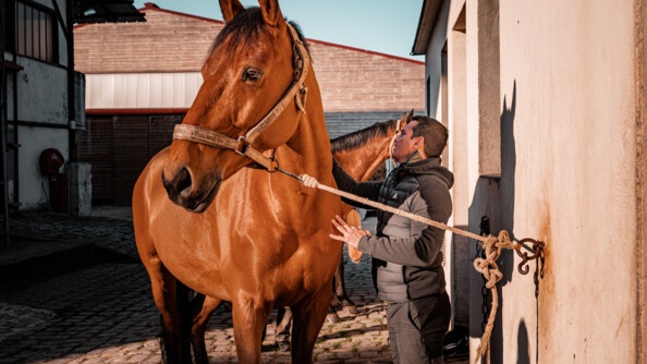 Nicolas, à droite, participant au stage Cent'Or, brosse son cheval, à gauche.