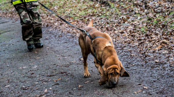 Image d'un chien Saint-Hubert tenu en laisse par son maître (en arrière plan), humant le sol sur un cheminen