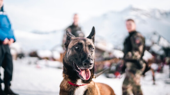 Un chien, de race malinoise, se tient debout face à la caméra, dans une station de ski enneigée. L'arrière plan est flouté. On devine trois gendarmes, positionnés derrière l'animal.