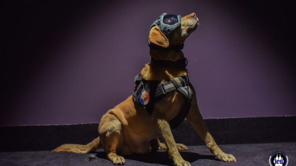 Un chien assis avec un harbais et des lunettes de protection