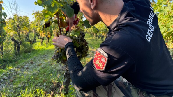 Gendarme participant aux vendanges qui coupe une grappe de raisin