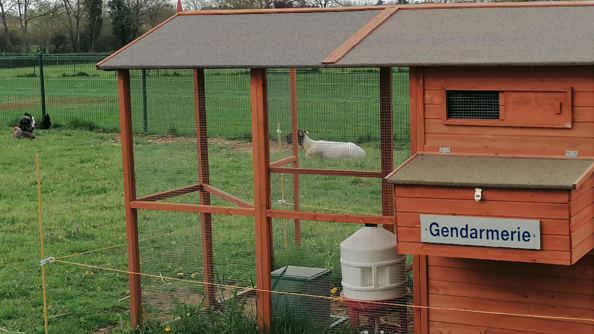 Poulailler installé sur un terrain de la gendarmerie avec une pancarte gendarmerie.