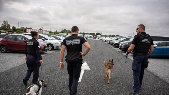 Trois gendarmes de dos, de gauche à droite une femme et deux hommes, portant respectivement les mentions "Gendarmerie maître de chien", "Gendarmerie équipe cynophile" et "Equipe cynophile gendarmerie" imprimées en blanc sur le dos de leur t-shirt noir. La femme tient en laisse un springer anglais, qui la suit. Le gendarme du milieu n'a pas de chien, mais la main droite sur la hanche. Le gendarme de droite tient en laisse un malinois, qui est en tête. Le trio est au milieu de la chaussée, au milieu d'un parking, avec des voitures garées en épi de part et d'autre.