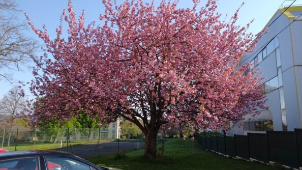 Cerisier en fleur à la compagnie de gendarmerie départementale de Saverne.