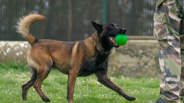 La photo repr&eacute;sente un Berger blege malinois, avan&ccedil;ant sur une pelouse, une balle verte dans la gueule, vers  un militaire en tenue kakie dont on aper&ccedil;oit uniquement les jambes