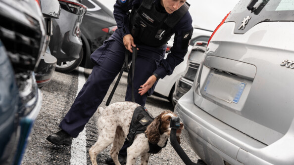 Une femme gendarme en combinaison bleu foncé, se penche vers un springer en train de renifler l'arrière d'un véhicule gris stationné. Le binôme est sur un parking, entre plusieurs véhicules.