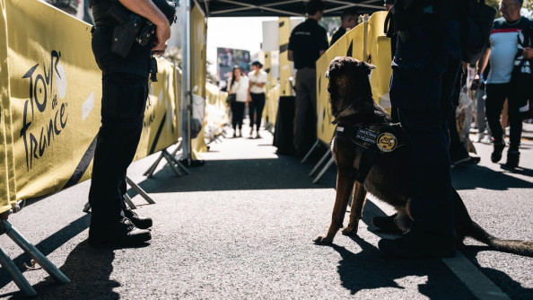 Un chien REXPEMO en poste fixe.