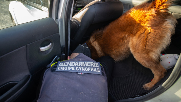 Un gendarme portant au dos de sa veste l'inscription "gendarmerie - Equipe cynophile" fouille l'arrière d'un véhicule avec un chien de recherche de type Malinois