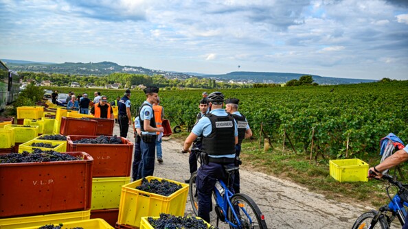 Contrôles des vendanges par les gendarmes. A droite les vignes, le chemin occupé par des gendarmes à pied ou à velo, des vendangeurs, et à gauche des caisses pleines de raisin