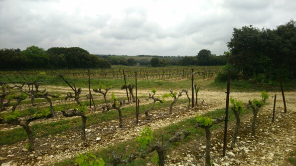 Le corps de la victime a été découvert par un promeneur sur ce chemin de terre, au cœur des vignes.
