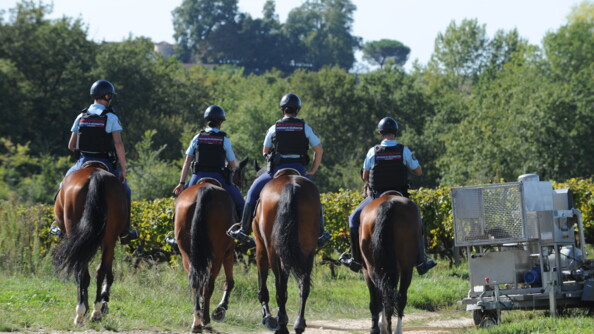 Quatre gendarmes à cheval, de dos, dans des vignes