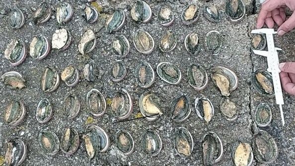 50 ormeaux sur le sol et à gauche deux mains mesurant un ormeaux avec une règle de pêche