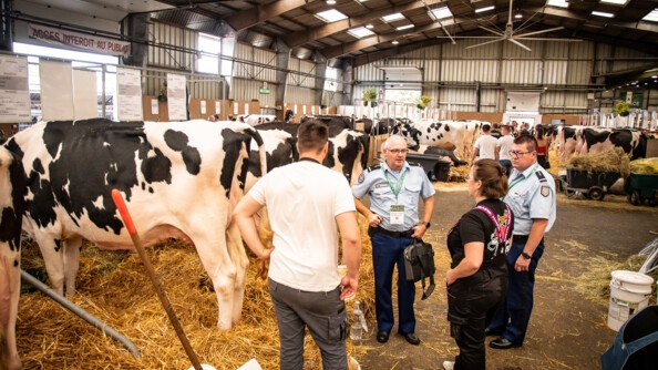 Entre  de nombreuses vaches exposées, deux gendarmes référents sûretés échangent avec des exploitants