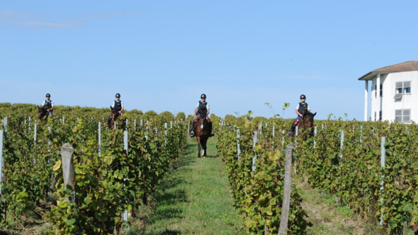 Quatre gendarmes à cheval dans des vignes
