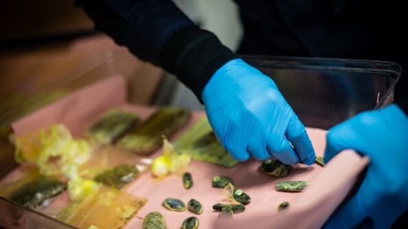 Deux mains gantées de bleues tiennent un récipient avec un papier rose sur lequel se trouve des boulettes de résine de cannabis emballés dans du cellophane jaune