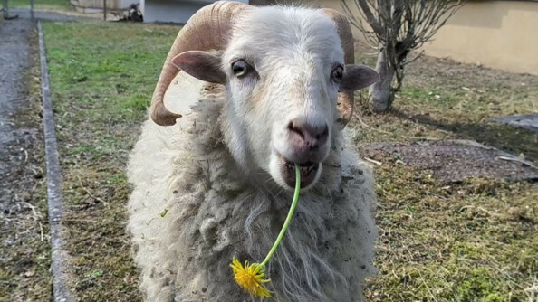 Un bouc avec une fleur de pissenlit entre les dents.