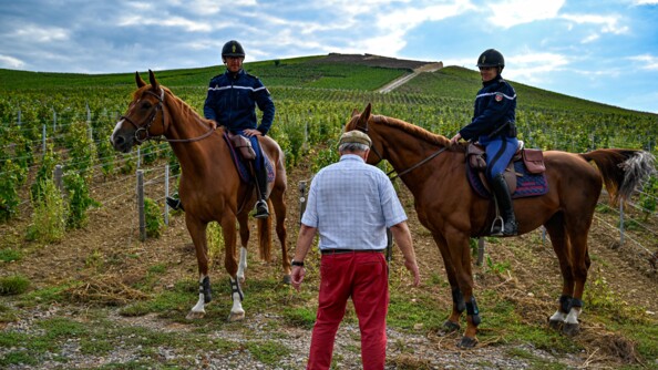 de dos au centre, un viticulteur vêtu d'un pantalon rouge et d'une chemise à carreaux bleu ciel et blanc. Devant ui de part et d'autre, deux caaliers de la Garde républicaine. EN arrière plan la vigne