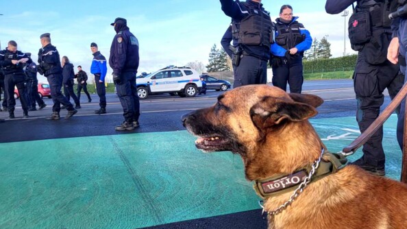Une équipe cynophile sur un parking. En premier-plan, un chien de l'équipe regardant au loin.