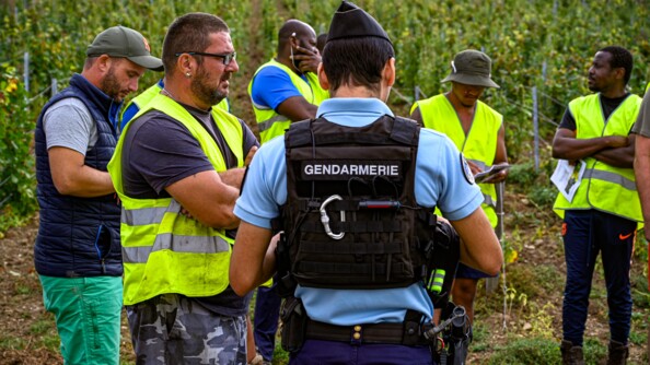 De dos, un gendarme auprès d'un groupe de six vendangeurs portant une chasuble jaune, devant le champ de vigne